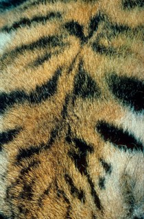 Siberian tiger