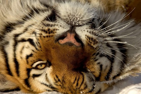 Siberian tiger