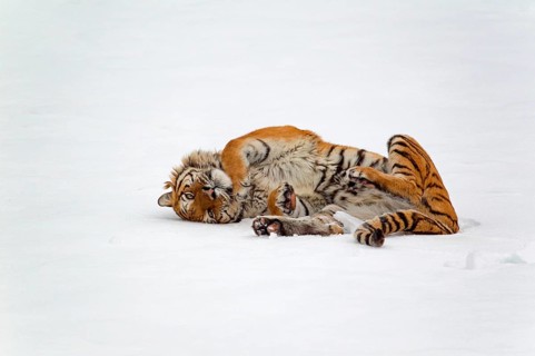 Siberian tiger