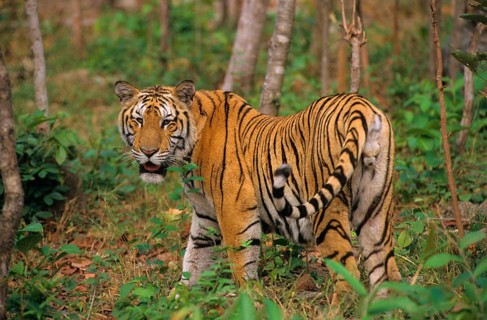 Indochinese tiger