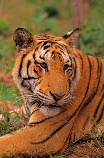 Indochinese tiger