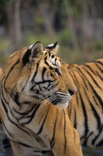 Indochinese tiger