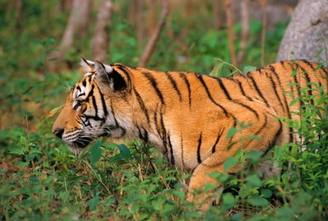 Indochinese tiger