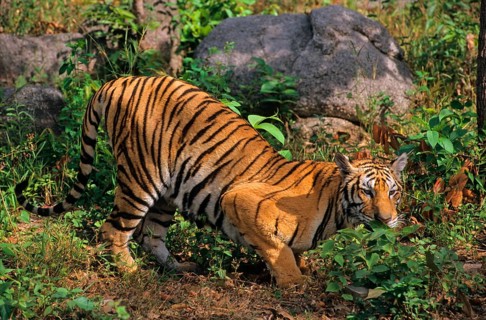 Indochinese tiger