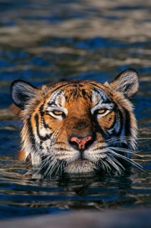 Indochinese tiger