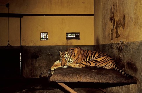 Indochinese tiger