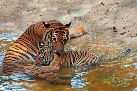 Malaysia tiger