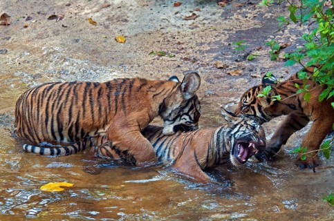 Malaysia tiger