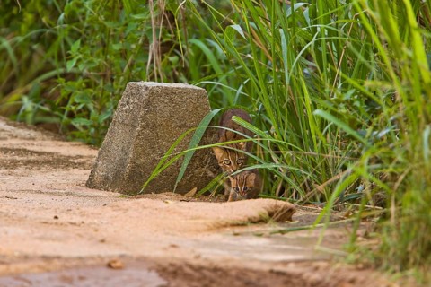 Rusty-spotted rusty-spotted cat