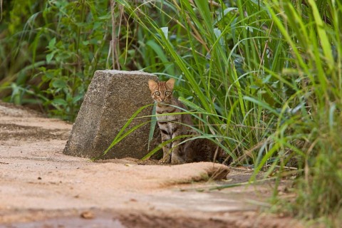 Rusty-spotted cat