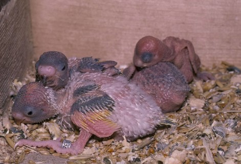 Budgies