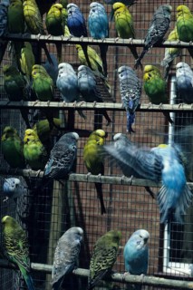 Budgie close-up of a well-stocked aviary