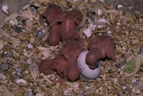 Budgies