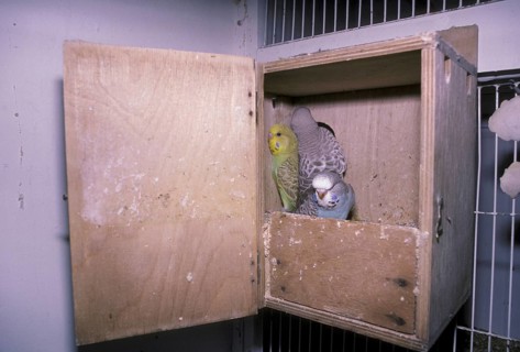 Budgies