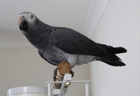 African grey parrot