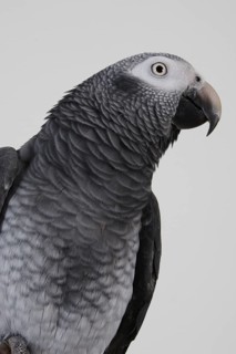 African african grey parrot