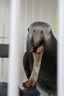 African grey parrot