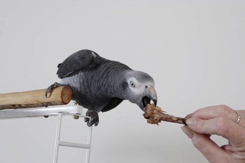 African grey parrot