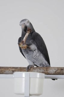 African grey parrot