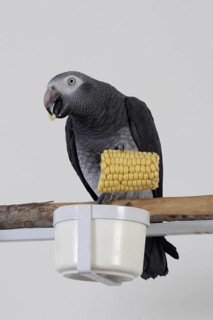 African grey parrot