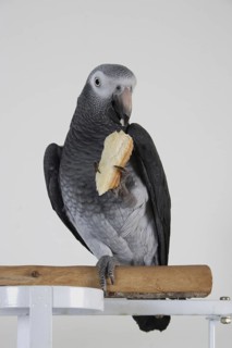 African grey parrot