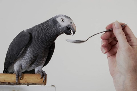 African grey parrot
