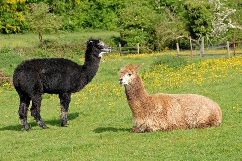 Alpaca