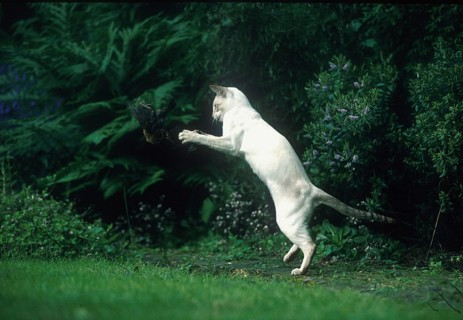Siamese cat playing with captured songbird