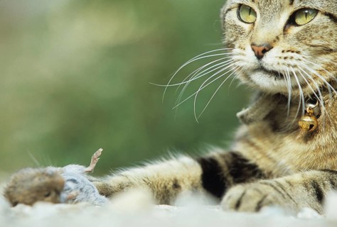 Domestic cat with captured vole