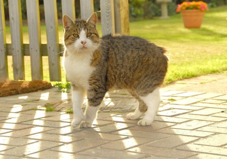 Manx Cat