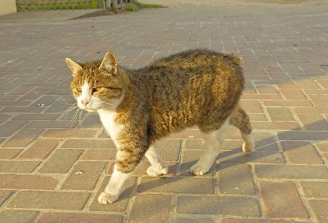 Manx Cat