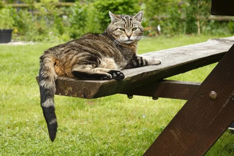Domestic Cat