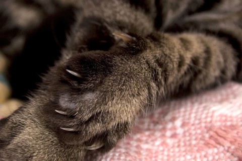 Domestic cat