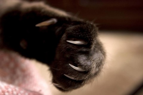 Domestic cat