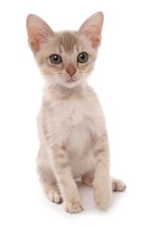 Somali cat