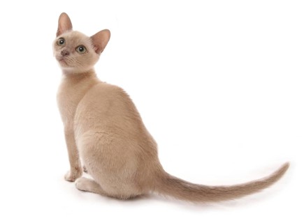 Burmese cat