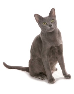 korat cat