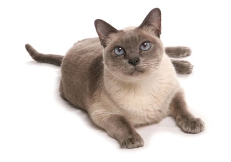 Burmese cat