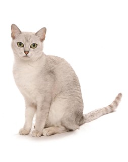 Domestic Cat