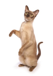 Burmese cat