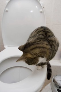 Domestic Cat