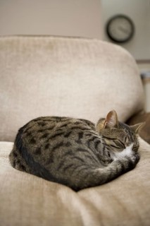 Domestic Cat