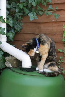 Domestic cat