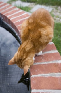 Domestic Cat