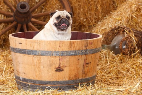 Pug