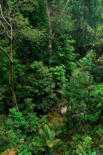 Rainforest