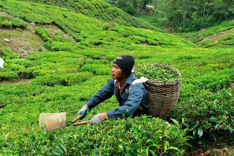 Tea Harvest