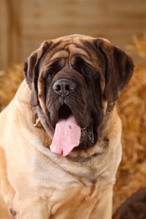 Great Dane
