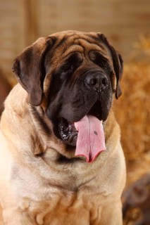 Great Dane