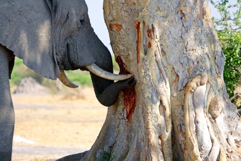African elephant